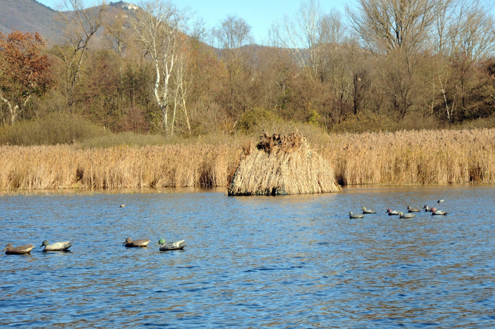 15-11-22  VARESE LAGO DI VARESE SOPRALUOGO PER SCARICHI ABUSIVI E CAPANNI CACCIATORI E CAPANNI ABBANDONATI