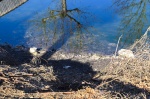 BARDELLO LAGO DI VARESE BASSO AL CANNETO / CHIUSE DEL FIUME BARDELLO PER SICCITA’