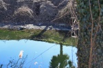 BARDELLO LAGO DI VARESE BASSO AL CANNETO / CHIUSE DEL FIUME BARDELLO PER SICCITA’