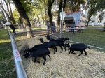 BUSTO ARSIZIO INAUGURAZIONE E STAND AGRIVARESE 2025 A BUSTO ARSIZIO