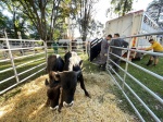 BUSTO ARSIZIO INAUGURAZIONE E STAND AGRIVARESE 2025 A BUSTO ARSIZIO