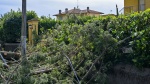 VARESE VENTO FORTE CON PIANTE CADUTE INTERVENTO DEI VIGILI DEL FUOCO
