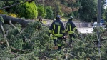 VARESE VENTO FORTE CON PIANTE CADUTE INTERVENTO DEI VIGILI DEL FUOCO