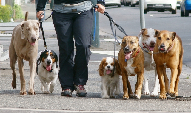 A Verbania il registro del dna dei cani per identificare i padroni che abbandonano le feci in strada (Foto Archivio)