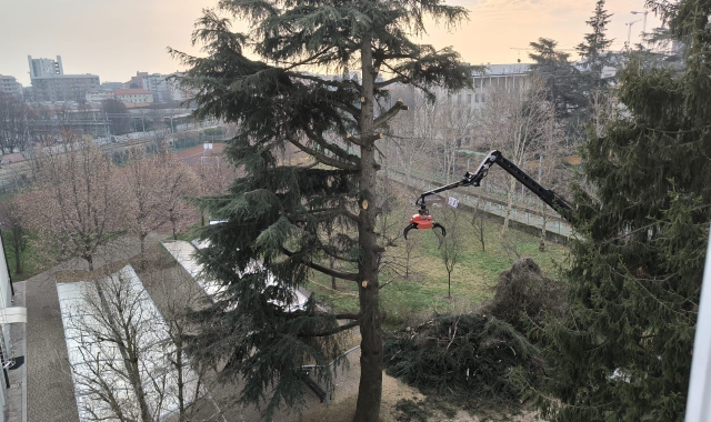Le operazioni di abbattimento del cedro al Liceo Scientifico Grassi di Saronno (foto Blitz)