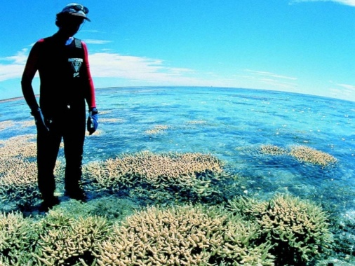 Australia, grande barriera corallina a rischio sbiancamento