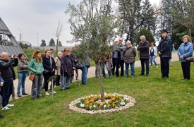 Castellanza ricorda le vittime del Covid davanti all’ulivo simbolo