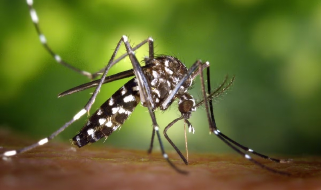 Caso positivo di dengue a Busto Arsizio (Foto Archivio)