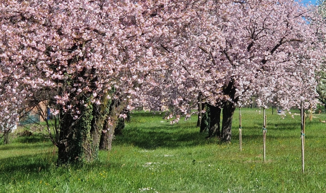 Casciago, fiorisce il viale dei ciliegi