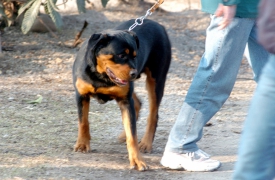 Rottweiler vaga libero a Legnano, proprietario multato