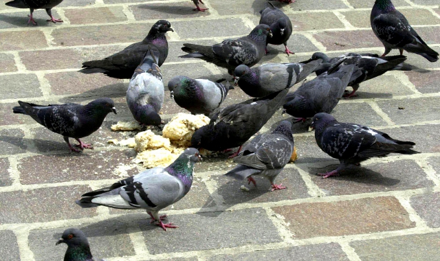 Dà il pane ai piccioni: multa da 167 euro