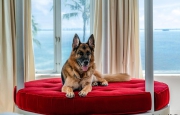 Yacht, villa a Miami e auto di lusso: Günther VI è il cane più ricco del mondo
