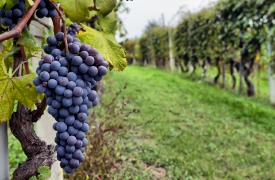 «La viticoltura porta vita»: appello da Bodio Lomnago