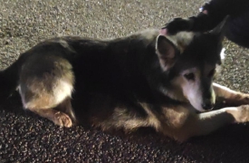 Cane lupo vaga per le strade di Busto, salvato dai vigili