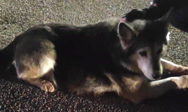 Cane lupo vaga per le strade di Busto, salvato dai vigili