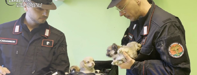 Varese: traffico di cuccioli importati dall’Est