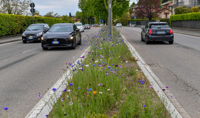 Lo spettacolo di viale Europa, grazie alle fioriture lungo  i due chilometri fino a via Gasparotto  (foto Blitz)