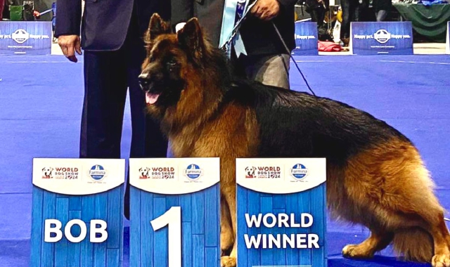 Pesko, il cane vincitore del concorso (Foto Redazione)