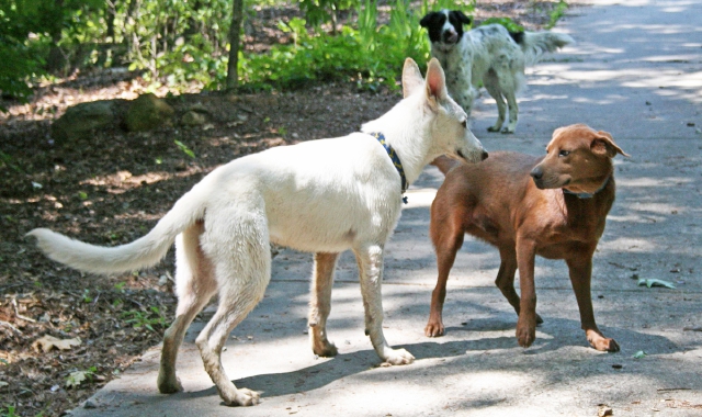 In un anno trovati 800 cani sulle strade del Varesotto