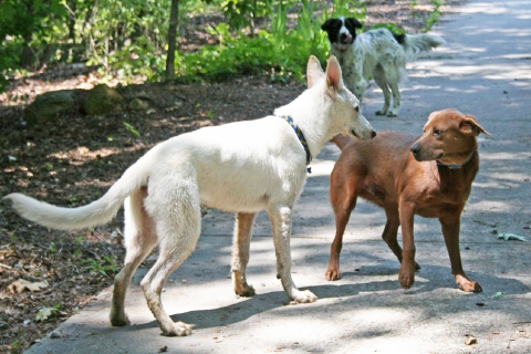 In un anno trovati 800 cani sulle strade del Varesotto