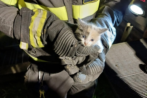 Gattino salvato a Olgiate Olona