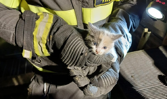 Gattino salvato a Olgiate Olona