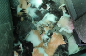 Cucciolata in pericolo, salvati venti gattini a Olgiate Olona
