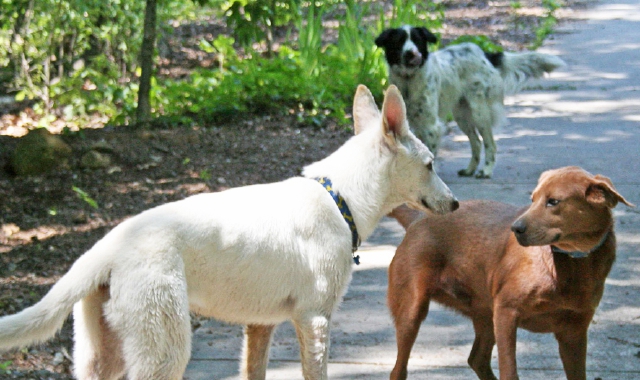 Al parco Alto Milanese si sommano le segnalazioni sui social di persone che denunciano al presenza di cani liberi (foto Blitz)