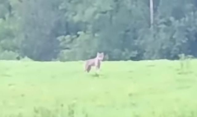 Il lupo a Nebbiuno (Frame tratto da un video di Simone Spampi - Facebook)