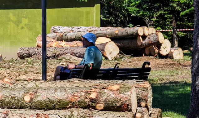 Il taglio delle piante nel parco (Foto Blitz)