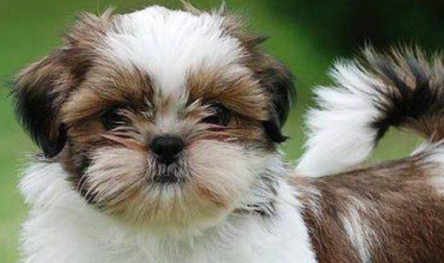 Un esemplare di Shih Tzu molto simile a Ettore, ucciso ieri mattina in piazza Cordevole