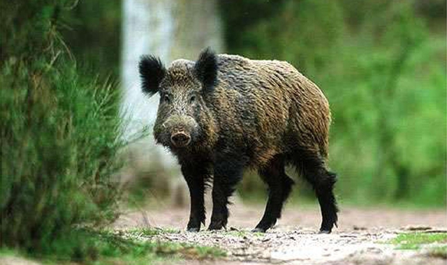 Pianbosco, cinghiale azzanna un cane