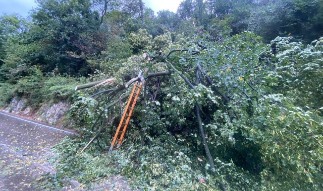 La pianta caduta sulla strada che sale al Sacro Monte