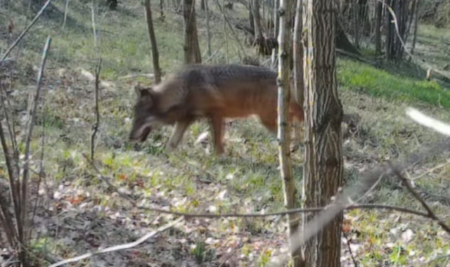Branco di lupi fa strage di pecore