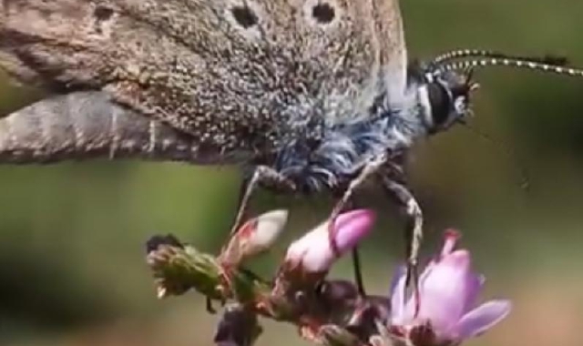 La farfalla rarissima che vive in Val Grande