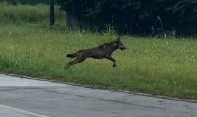 Suno, un lupo a spasso per il paese