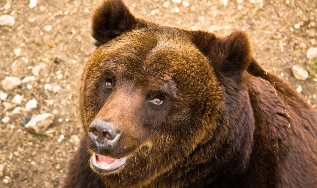 Un orso a Trontano: distrutte nove arnie per api