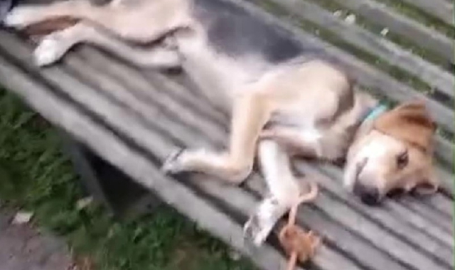 Il cane ritrovato sulla panchina