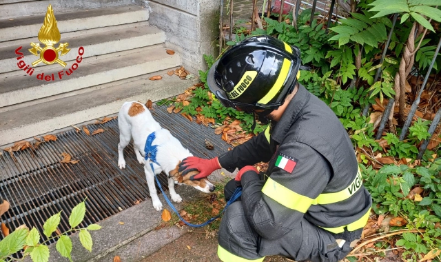 Il cane recuperato dai vigili del fuoco