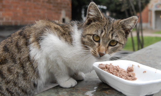La donna mischiava il veleno con il cibo per i gatti del condominio (foto Archivio)