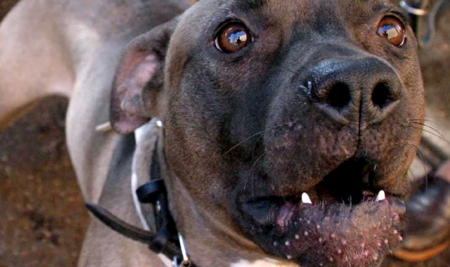 Azzannata da un pitbull in centro a Varese