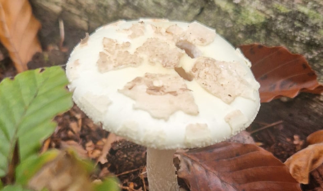L’Amanita Phalloides è tra i funghi più velenosi: mangiarne mezzo etto potrebbe portare alla morte nel giro di 24 ore dal momento dell’ingerimento