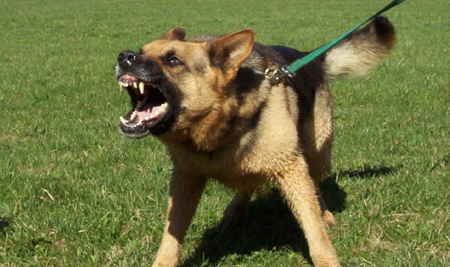 Aizza il cane contro i carabinieri: arrestato