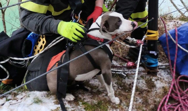 Noyz, il cane salvato dai vigili del fuoco dopo che era uscito dal lago e rimasto due giorni sulla riva