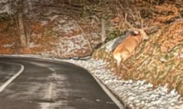 Un maestoso cervo che risale la riva sulla strada da Brinzio verso Bedero Valcuvia
