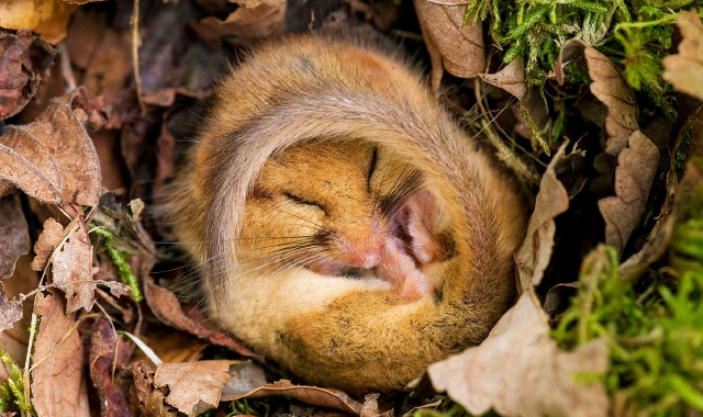 La ciclicità nelle attività degli animali