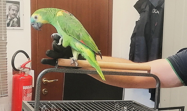 Pappagalli sequestrati a Castano Primo