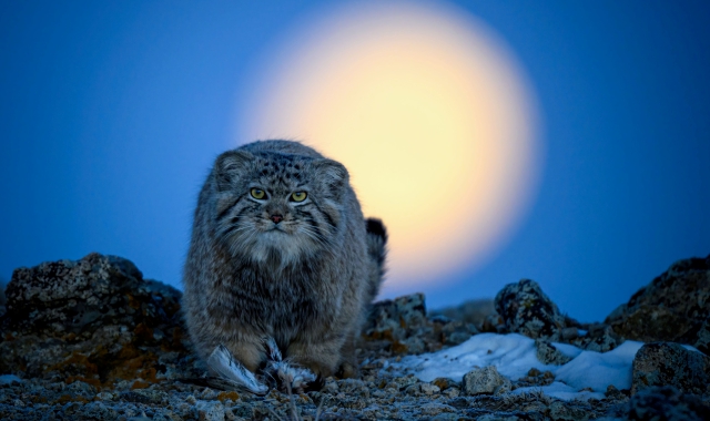 Che spettacolo lo show della natura selvaggia