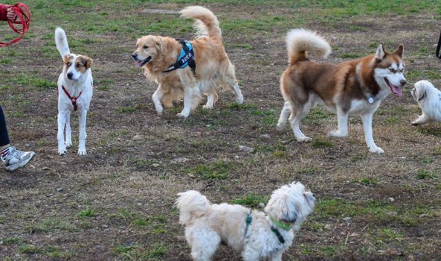 La bambina è entrata nell’area riservata ai cani del Parco Ferrini (foto Archivio)