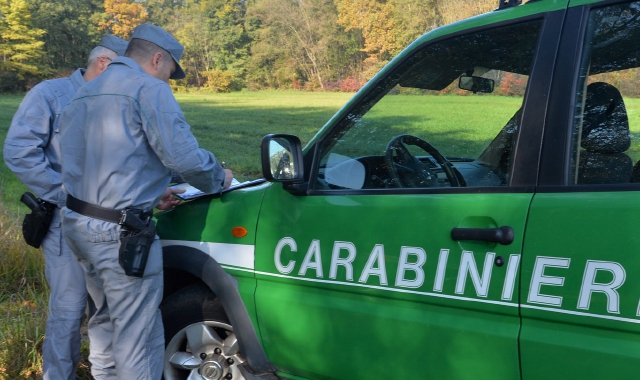 Merli e cardellini detenuti illegalmente in un negozio di Lonate: liberati